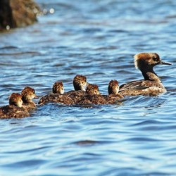 Hooded Merganser Family